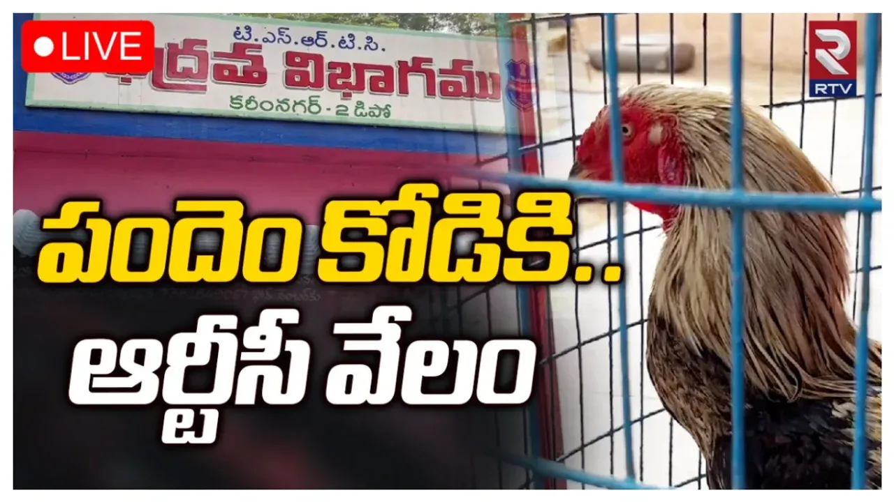 Karimnagar : నేడే పందెం కోడి వేలం.. చరిత్రలో నిలిచిపోనున్న కరీంనగర్