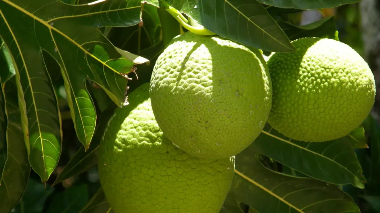 Bread Fruit: దేవతా పనస వల్ల కలిగే ప్రయోజనాలు ఏంటి?