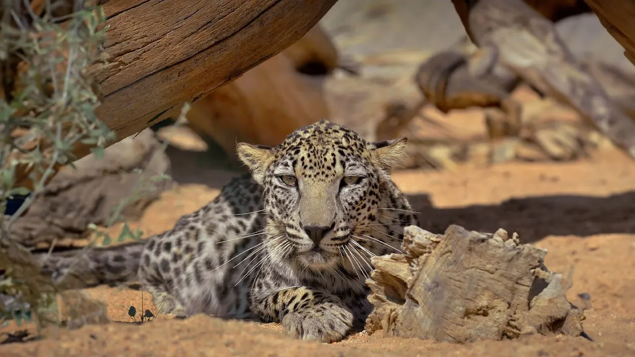 AlUla's Eco-Tourism Boost: Arabian Leopard Rewilding Centre