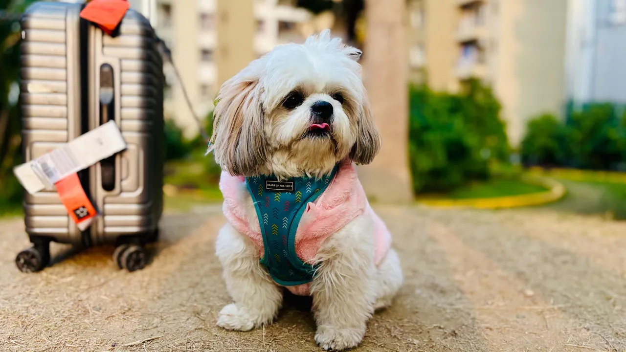 Air India’s Guide To Travelling With Pets: All You Need To Know