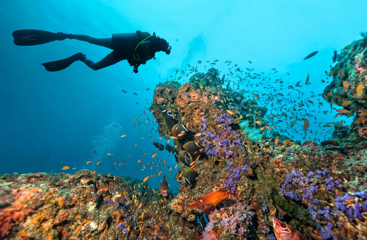 Explore the Maldivian Depths with over 40 World-Class Dive Sites around NH Maldives Kuda Rah