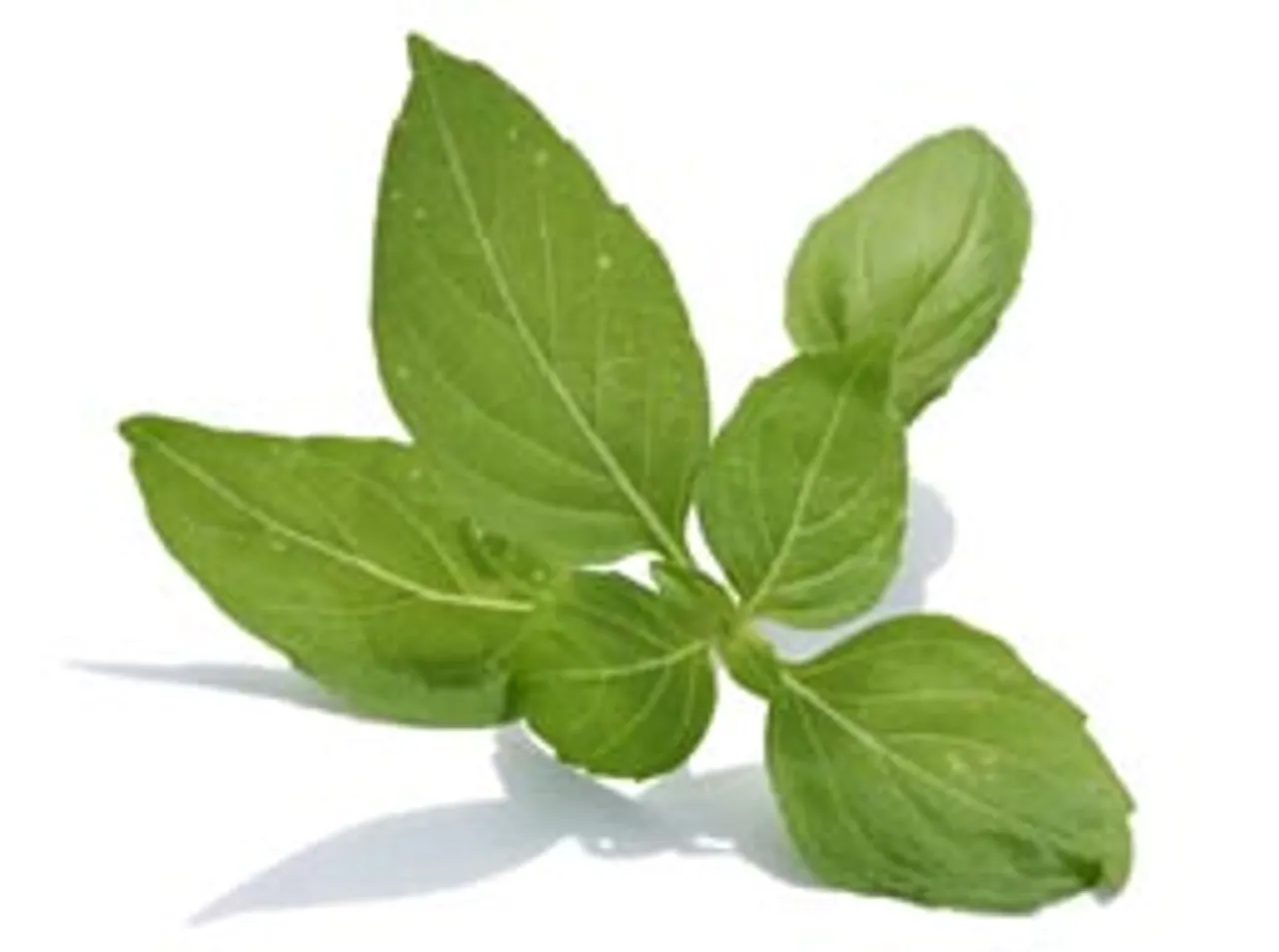 basil an herb with many facets