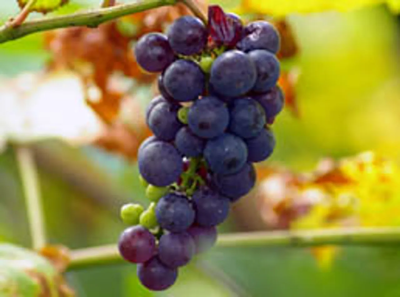 grapes are in season