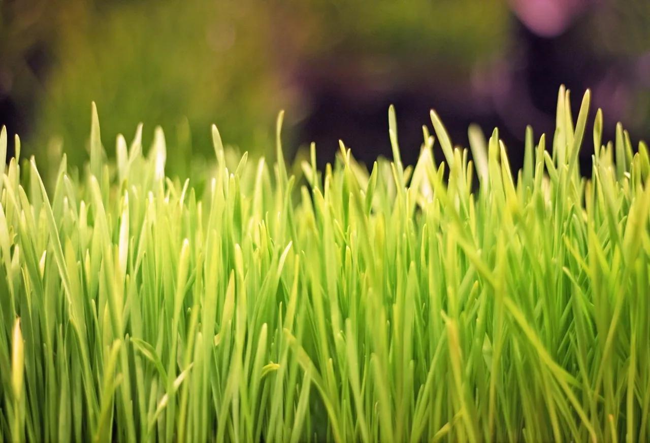 Let us know why Wheatgrass is so popular