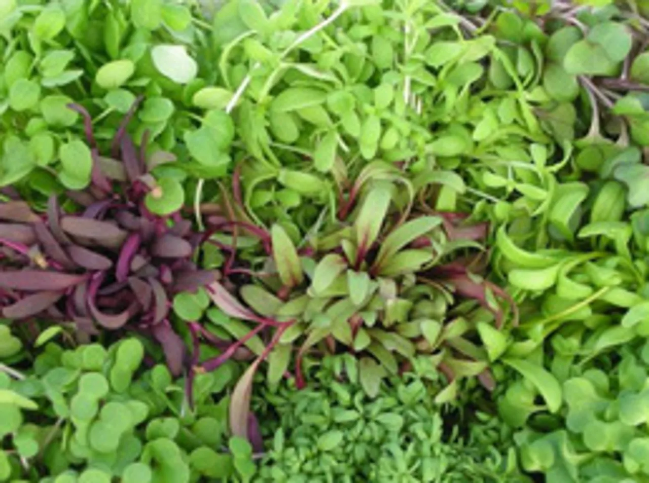 All that you need to know about microgreens