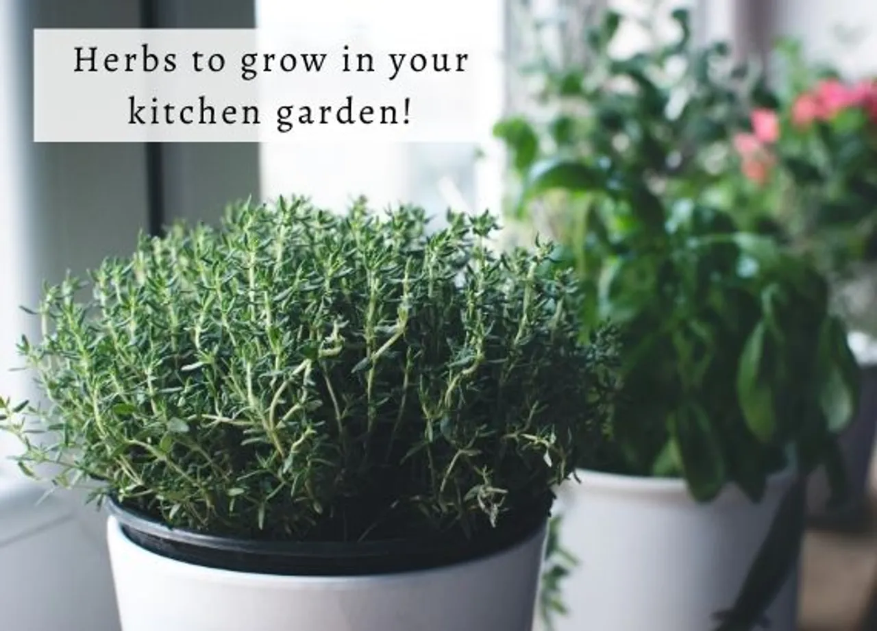 5 easiest herbs to grow in your kitchen garden