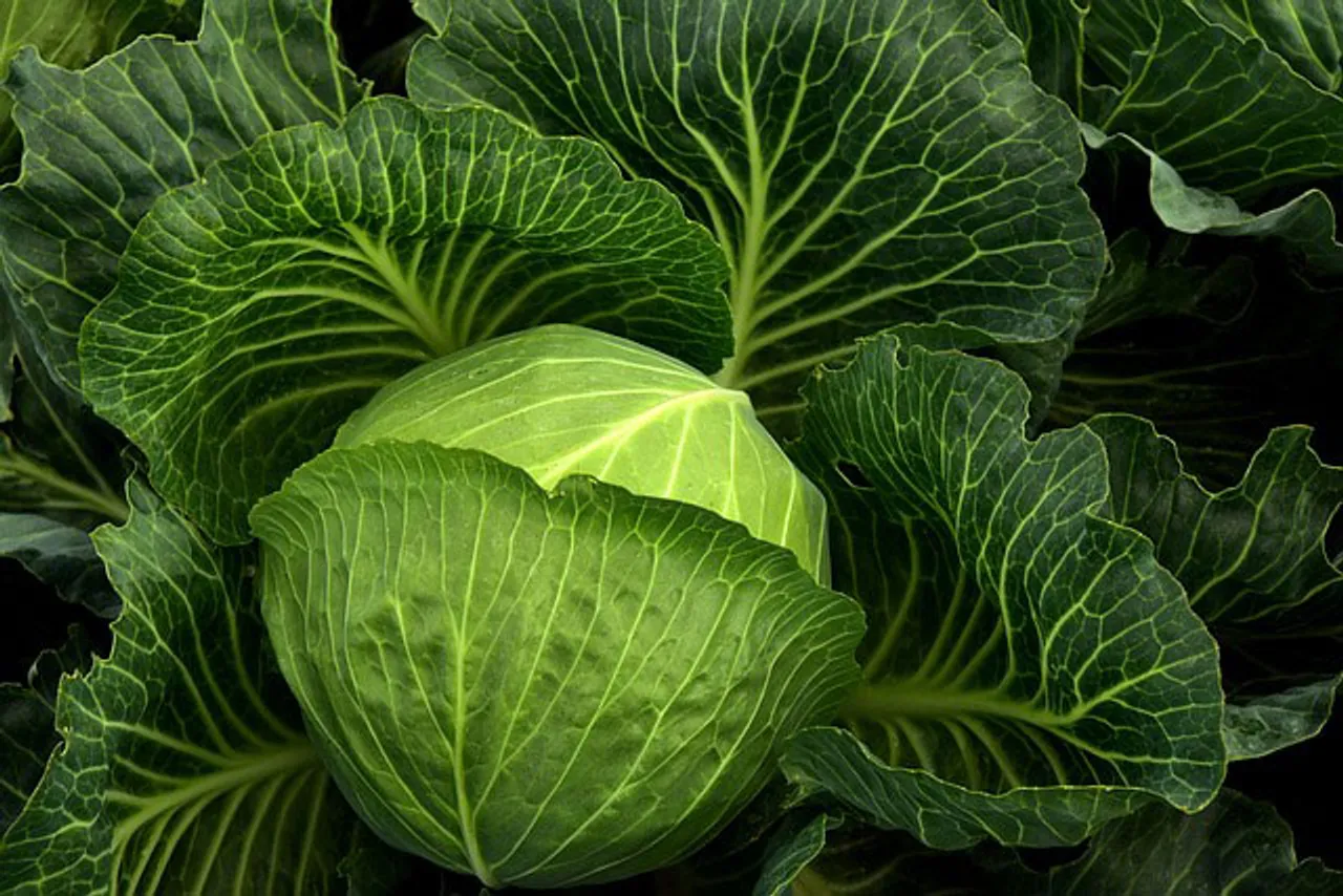 5 ways to include cabbage in your meals
