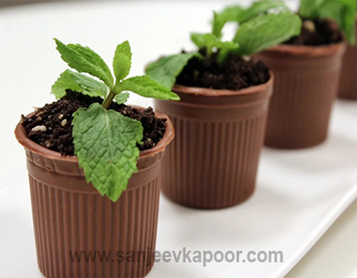 Chocolate Flower Pot