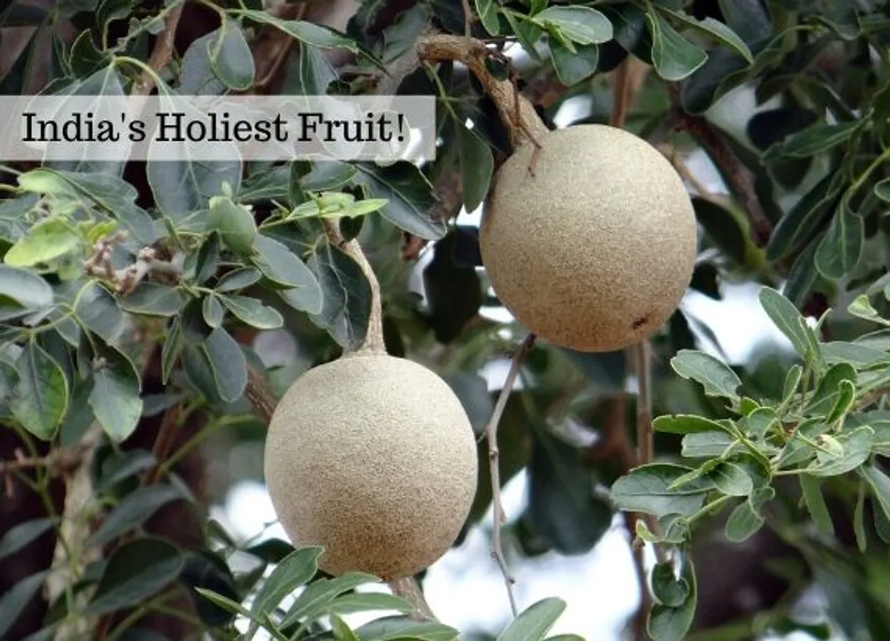Indias Holiest Fruit