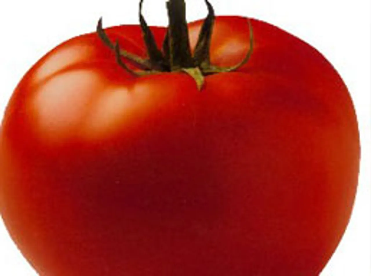 Tomato High impact veggie