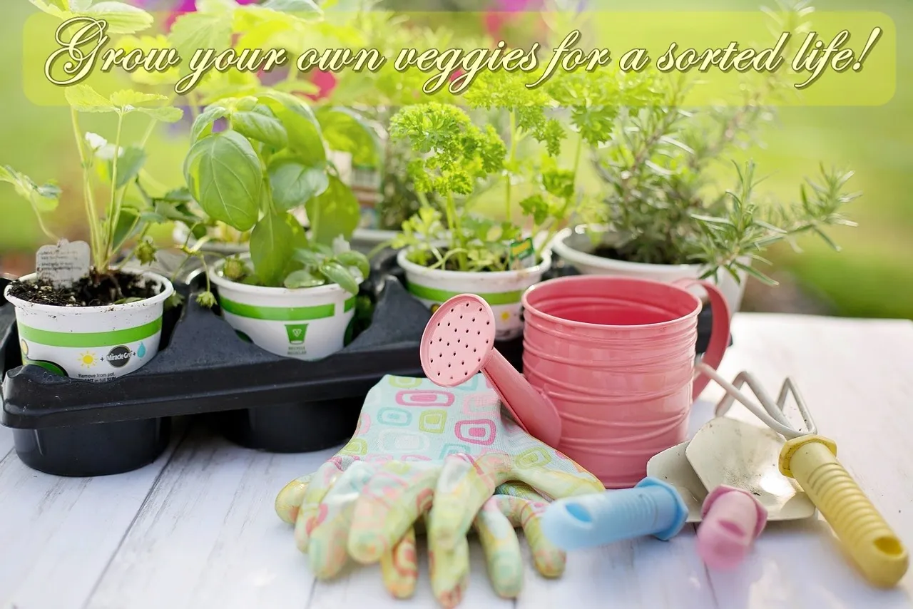 Grow your own veggies for a sorted life