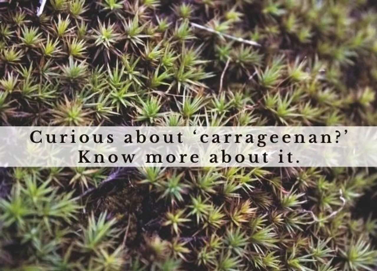Curious about carrageenan Know more about it