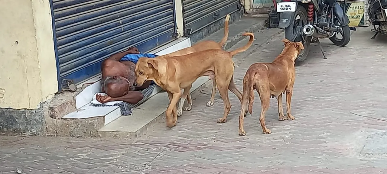 street dog checking sleeping man