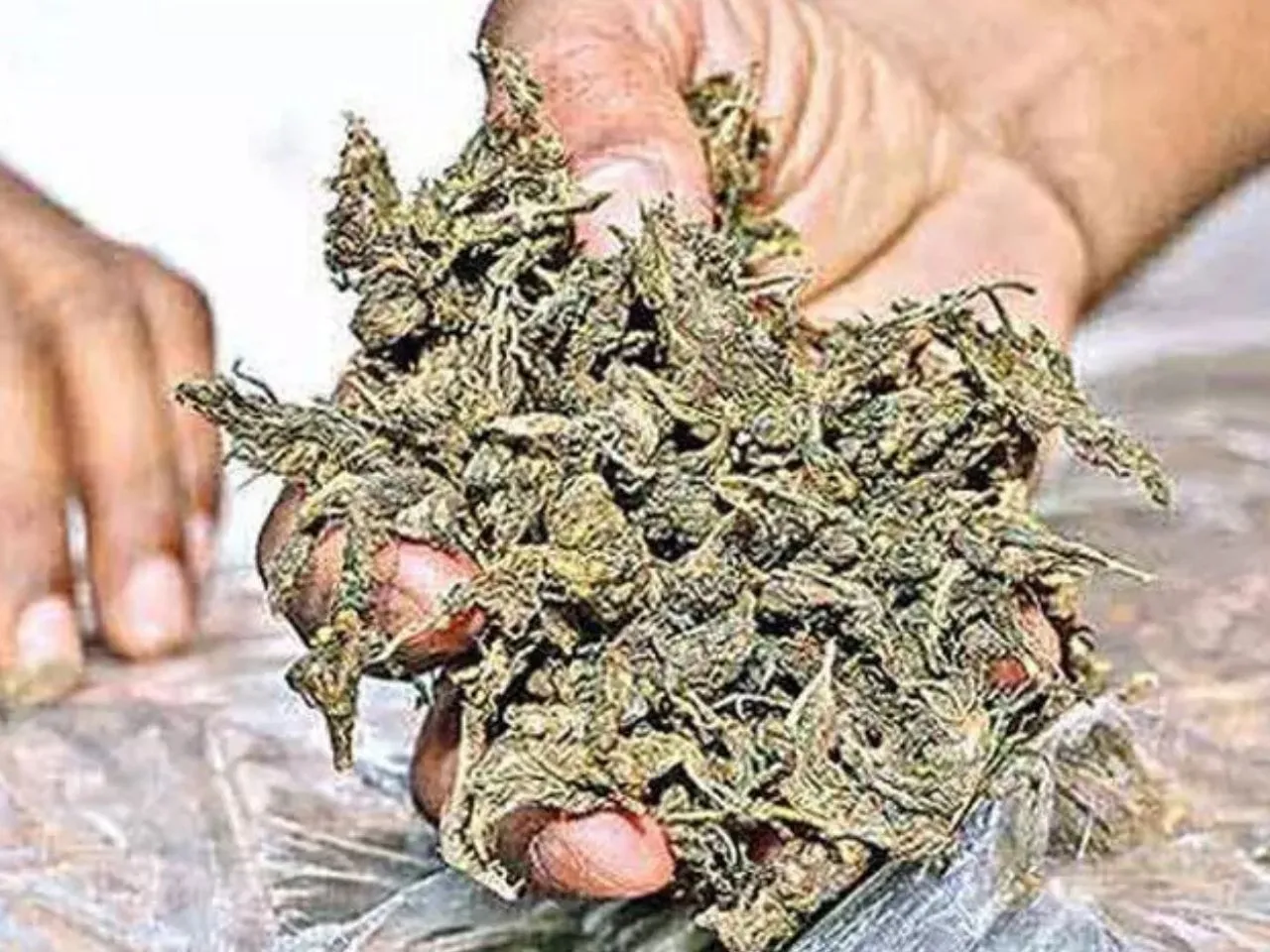 cannabis