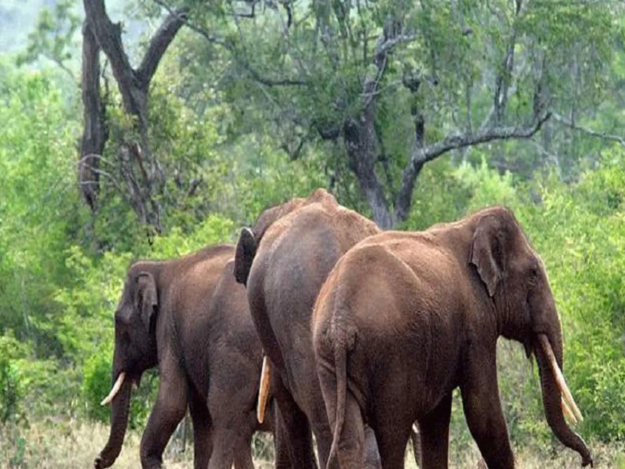 elephant group