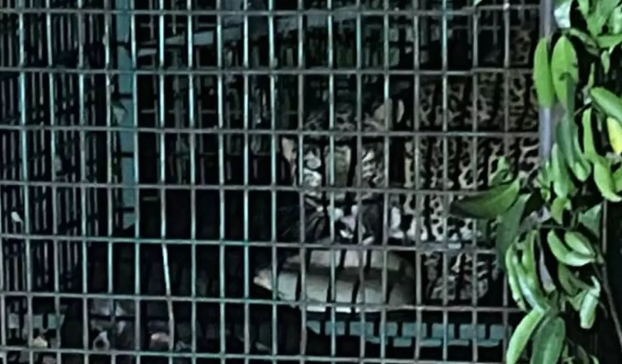 leopard manjeri