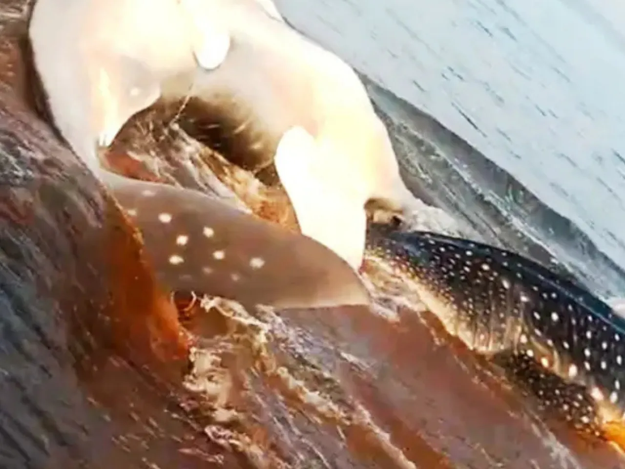 thimingala shark