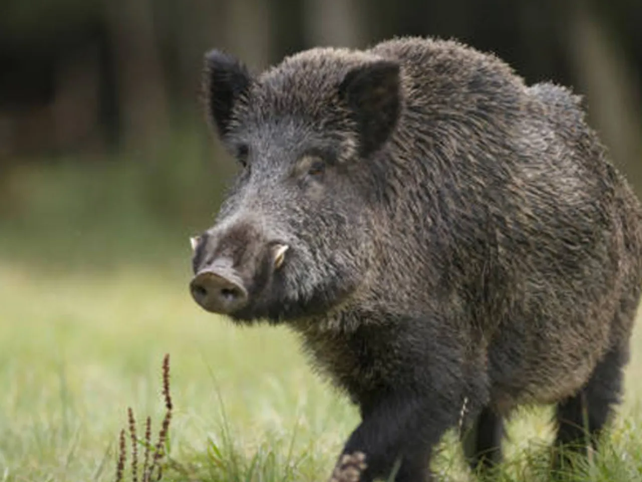 wild pig1111