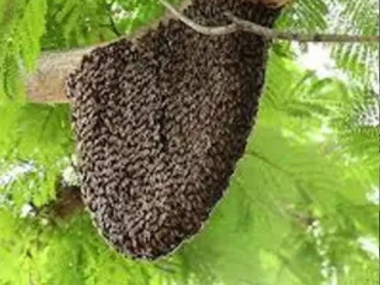 honey bee 222