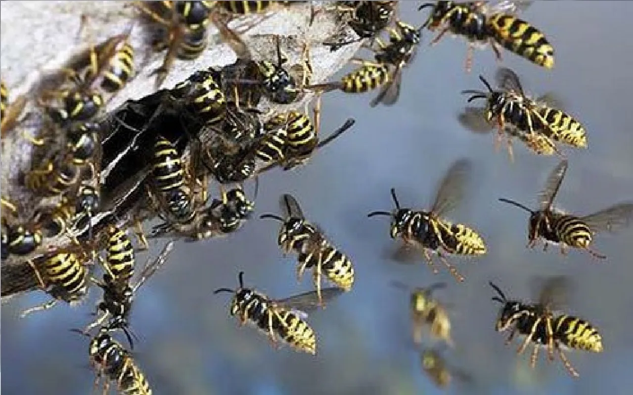 wasp attack
