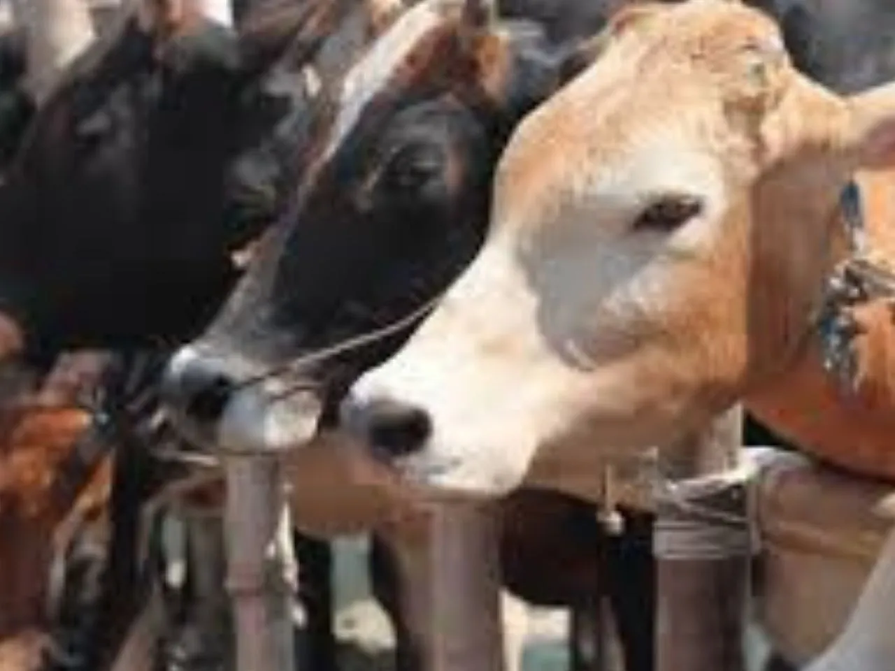 cow slaughter