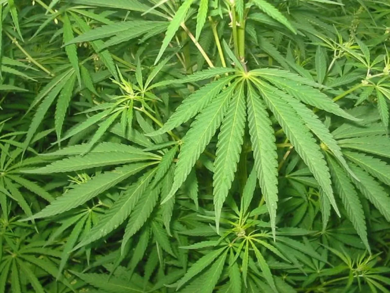growing ganja