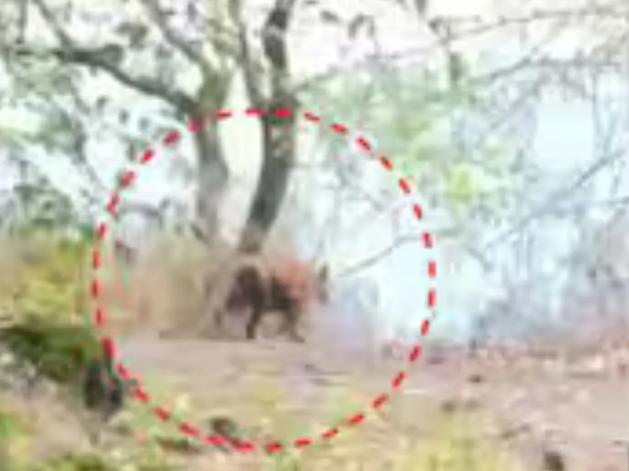 malappuram tiger