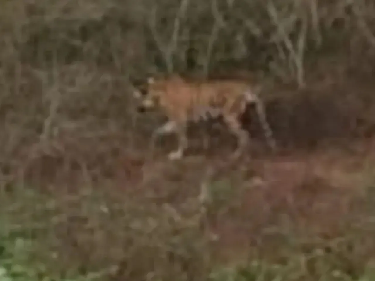 vandiperiyar tiger