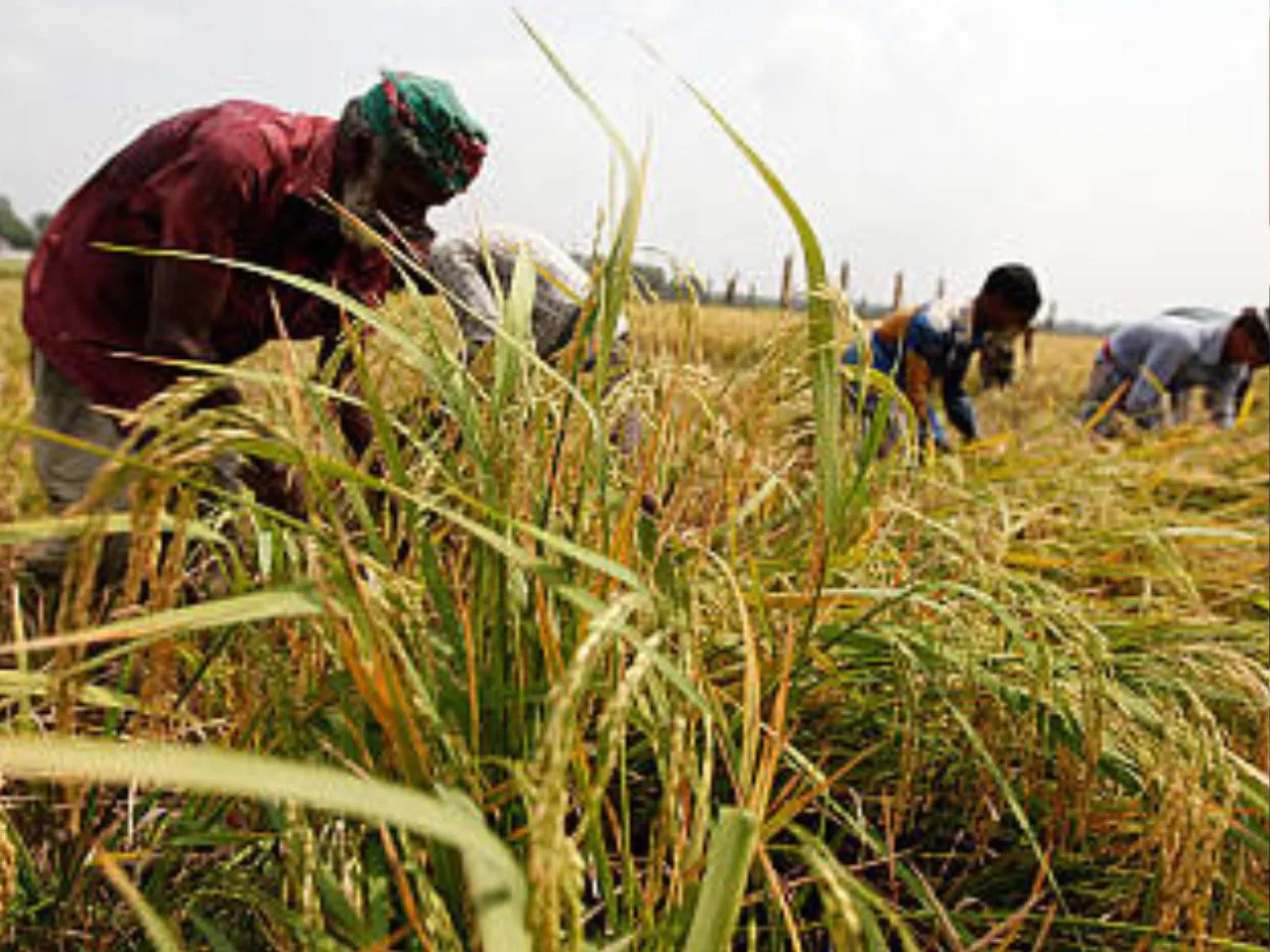 kerala farmers