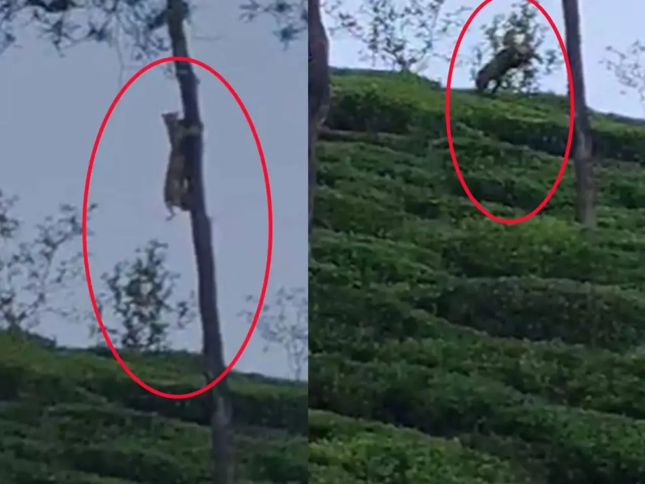  leopard at wayanad