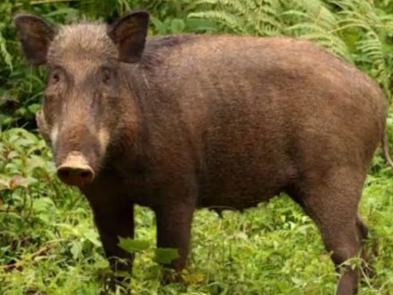 wild boar 2