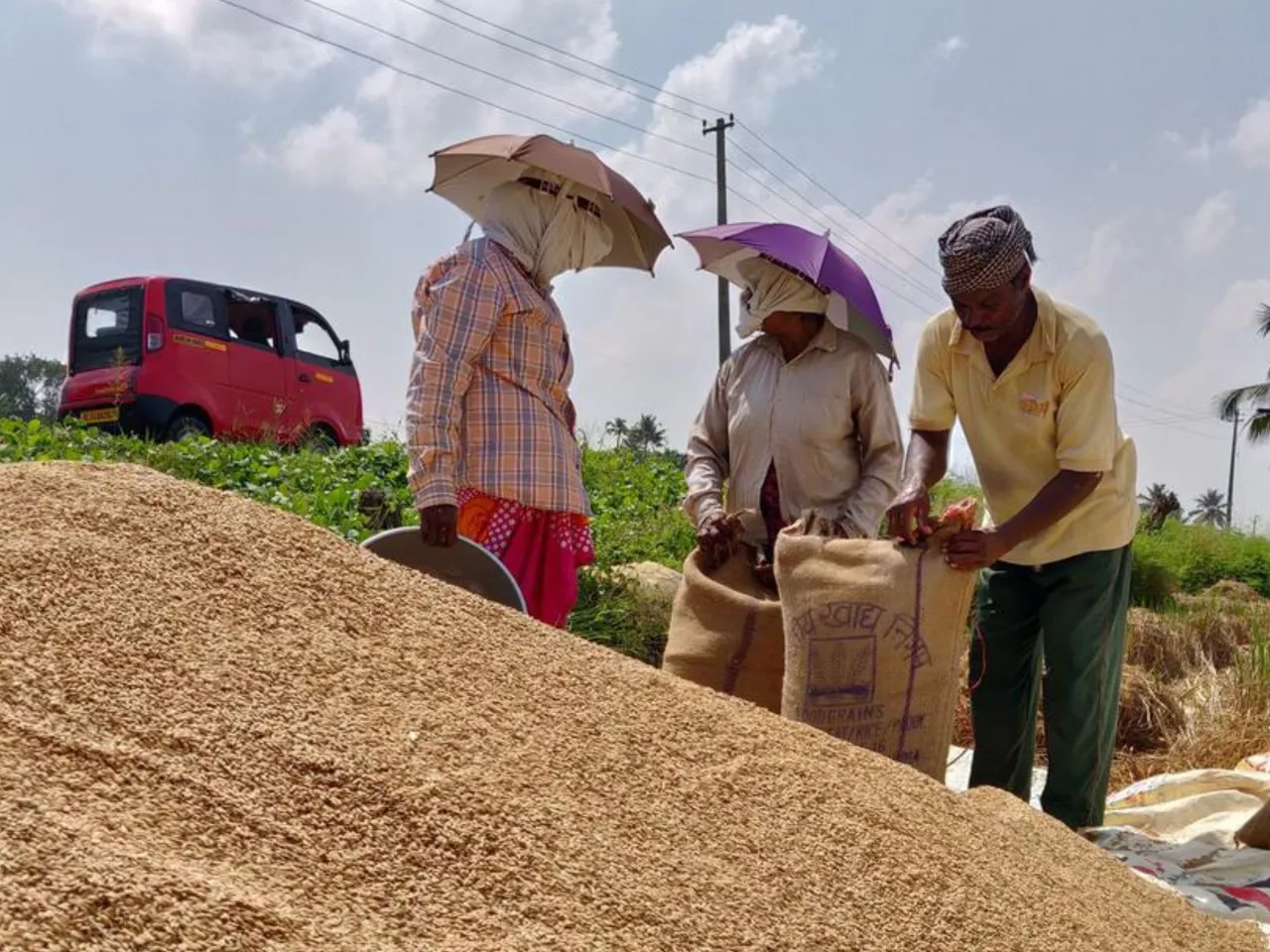 paddy farmers 2