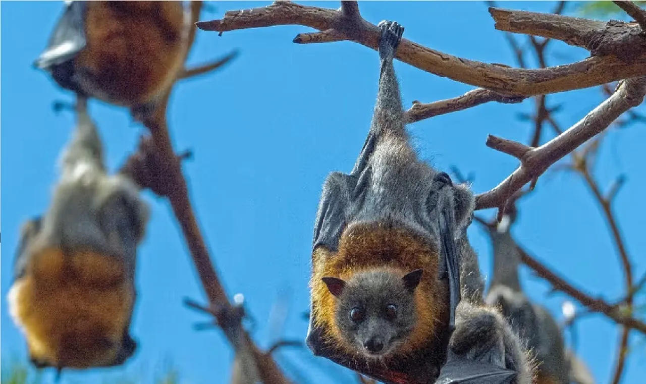 bats