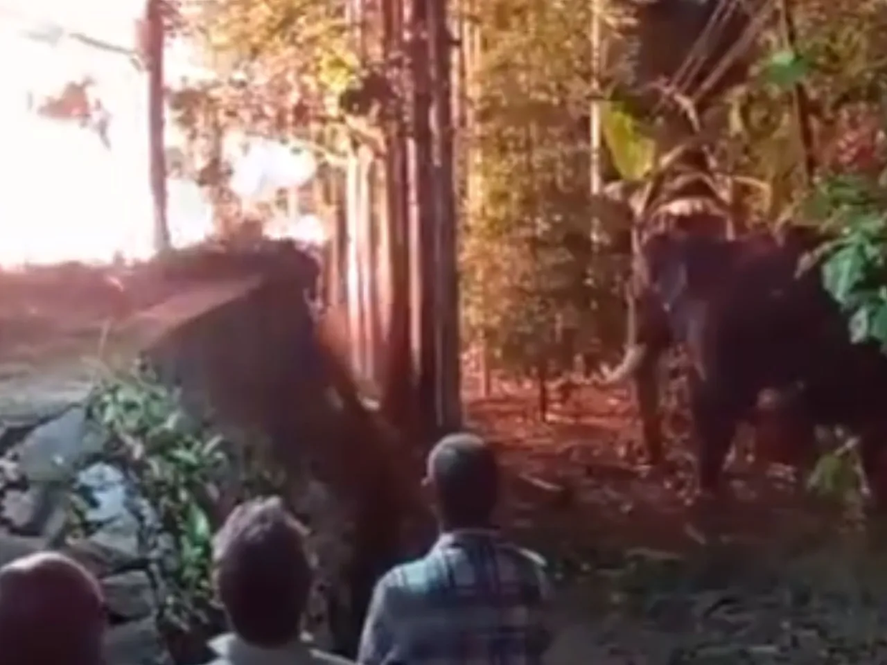 nandipulam elephant