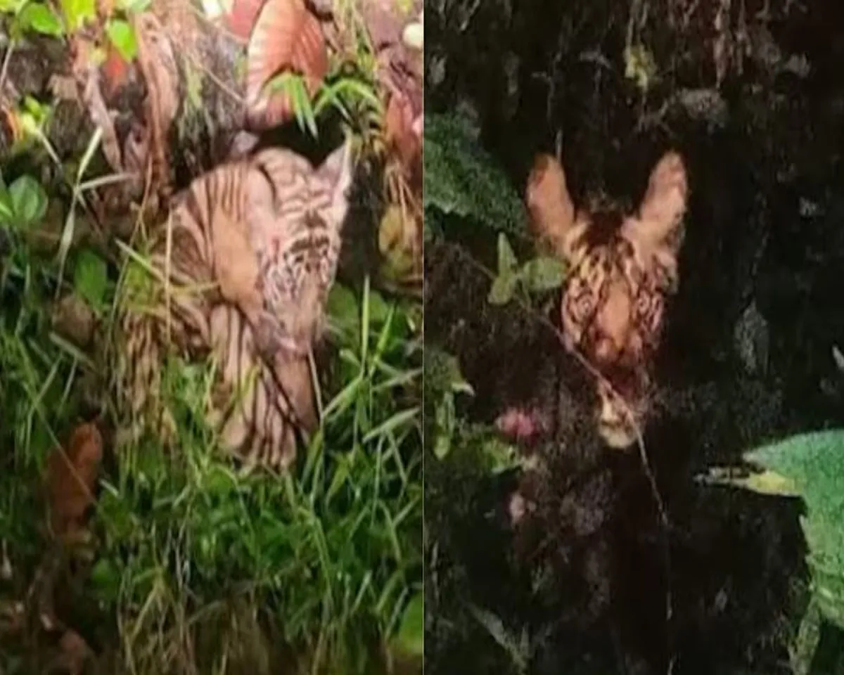 tiger pathanamthitta