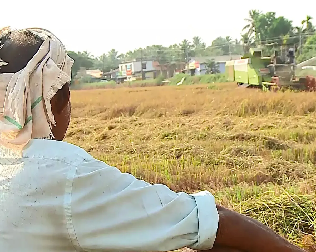 paddy farmers