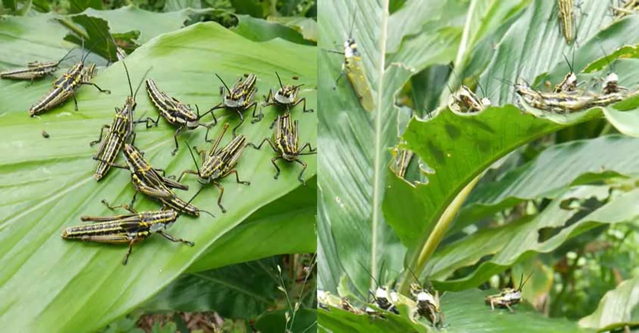  വെട്ടുകിളി. 