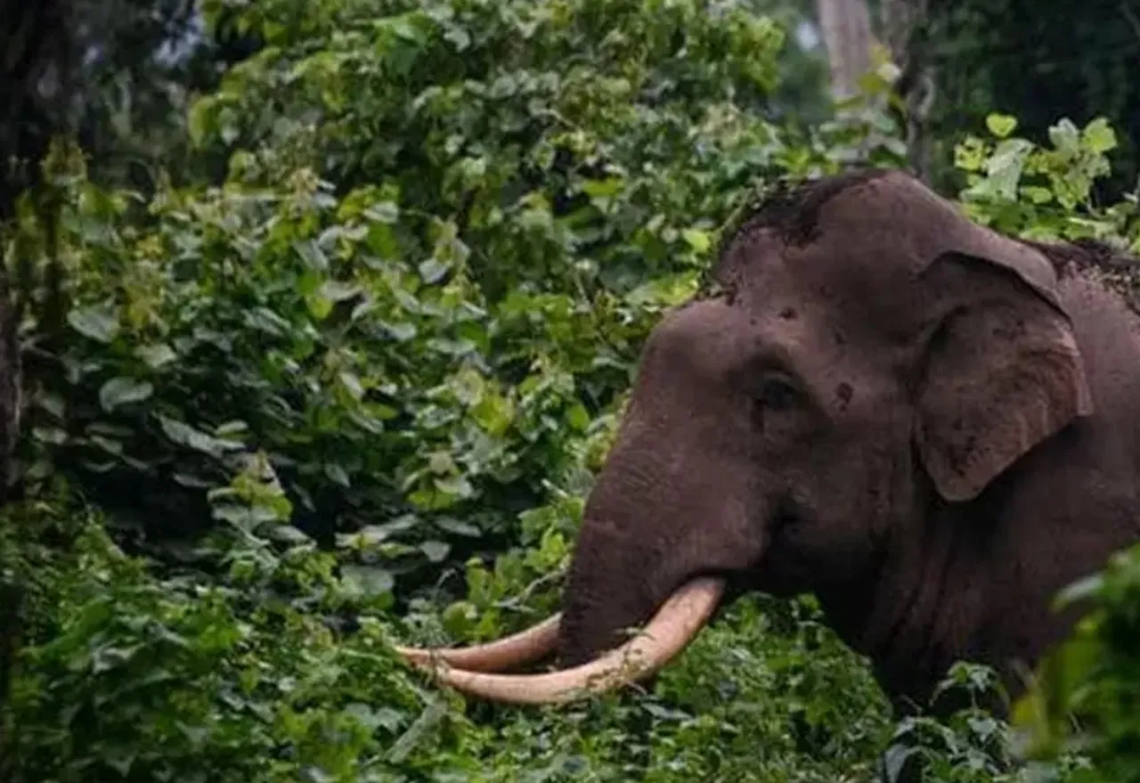 അതിരപ്പിള്ളിയിൽ വീണ്ടും കാട്ടാനയിറങ്ങി; കൃഷി നശിപ്പിച്ചു