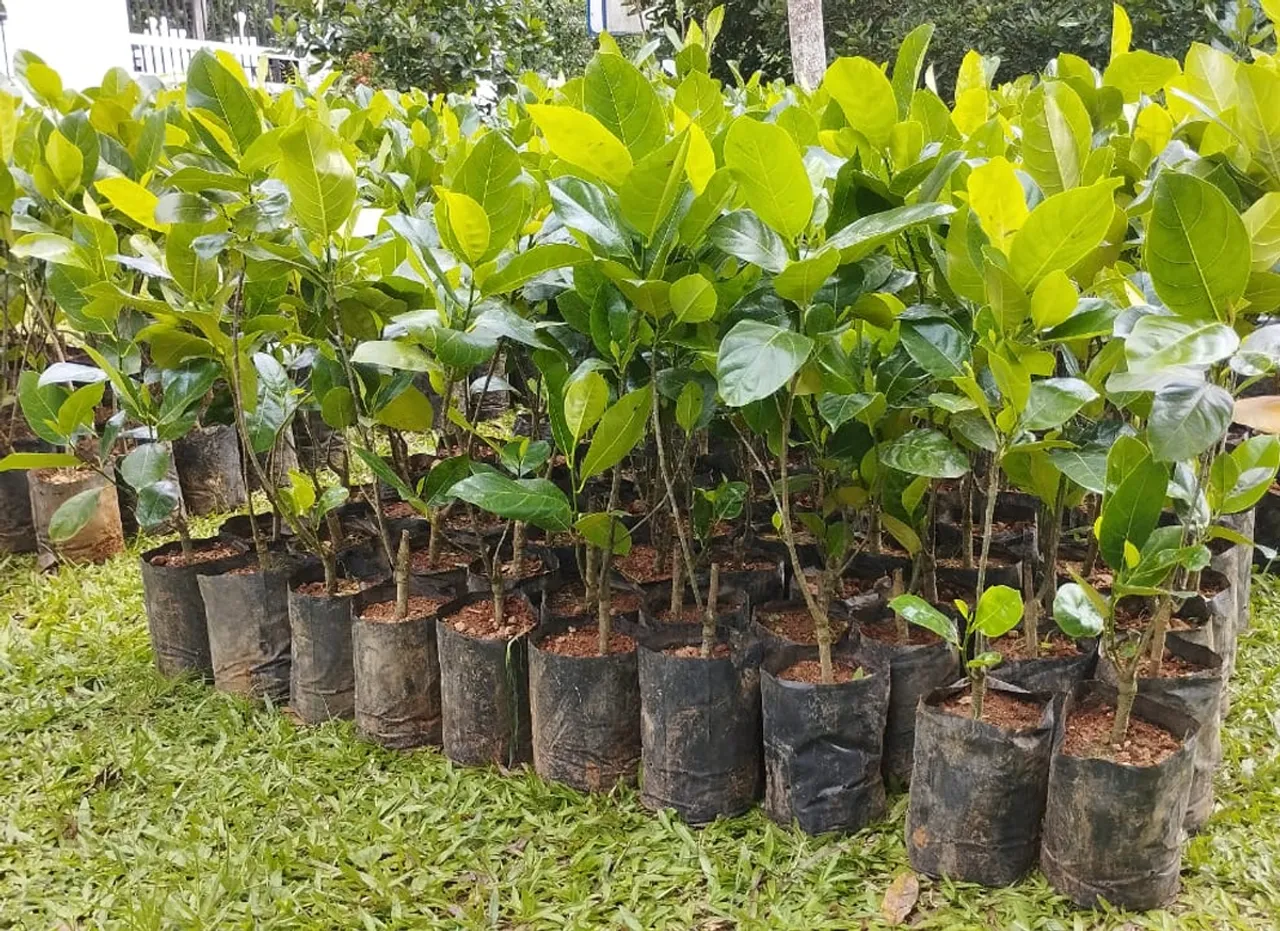 bud jack fruit tree sapplings