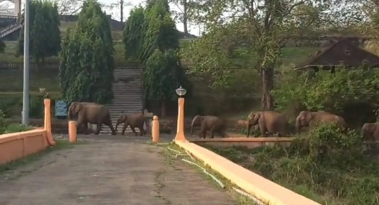 elephants on malambuzha governer street