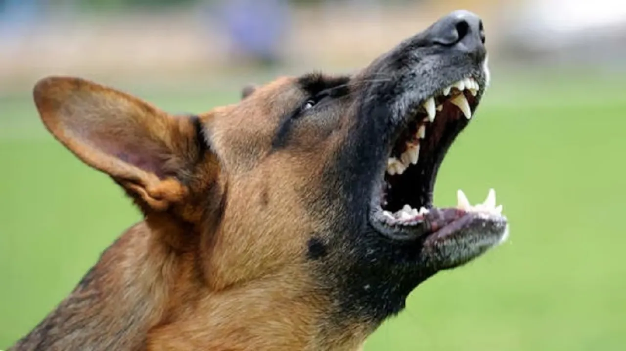 dog Untitled..90.jpg