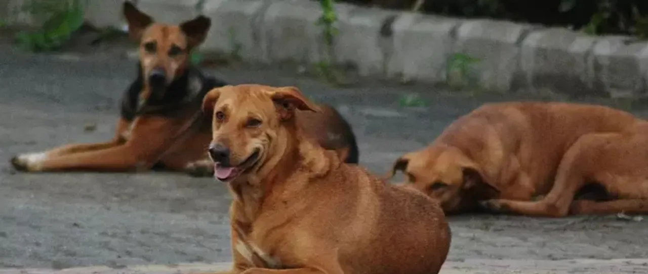 സംസ്ഥാനത്ത് നാല് വര്‍ഷത്തിനിടെ പേവിഷബാധയേറ്റ് മരിച്ചത് 47 പേര്‍