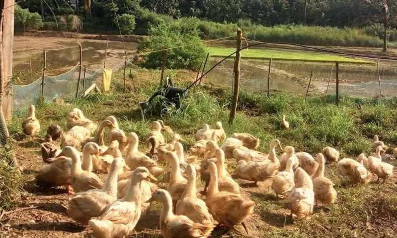 പക്ഷിപ്പനി ജില്ലയിലും ജാഗ്രതാ നിര്‍ദേശം. ആലപ്പുഴയില്‍ നിന്നു താറാവുകളെയോ, കോഴികളെയോ എടുക്കുന്നതു വിലക്കി. ചങ്ങനാശേരി, വാഴപ്പള്ളി മേഖലകളില്‍ മൃഗസംരക്ഷണ വകുപ്പിന്റെ പ്രത്യേക പരിശോധന. താറാവുകളിൽ രോഗലക്ഷണങ്ങള്‍ കണ്ടാല്‍ സമീപത്തെ മൃഗാശുപത്രിയില്‍ അറിയിക്കണമെന്നും  നിര്‍ദേശം.