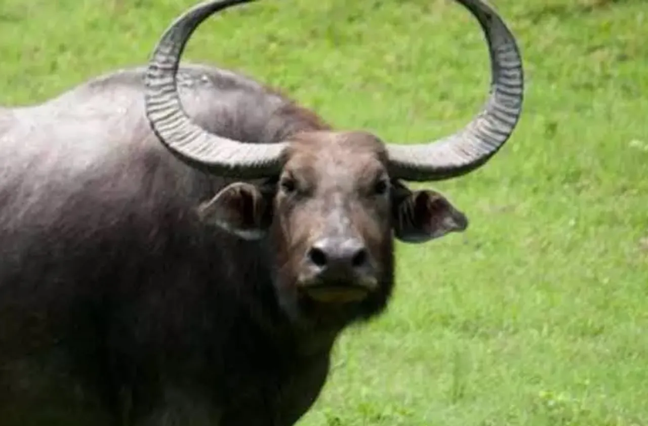 buffalo1