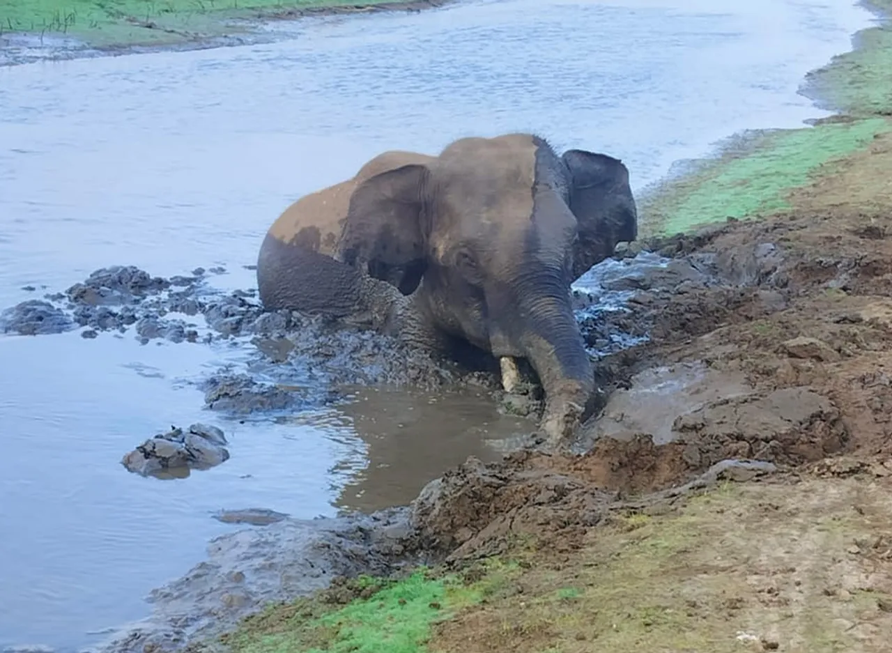 wild elephant stuck in mud