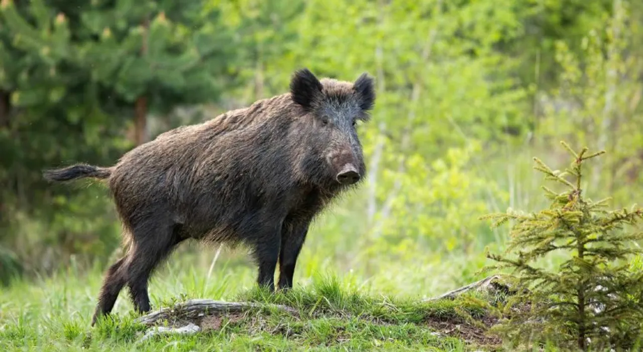 boar