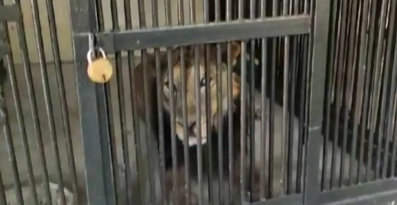 lion zoo