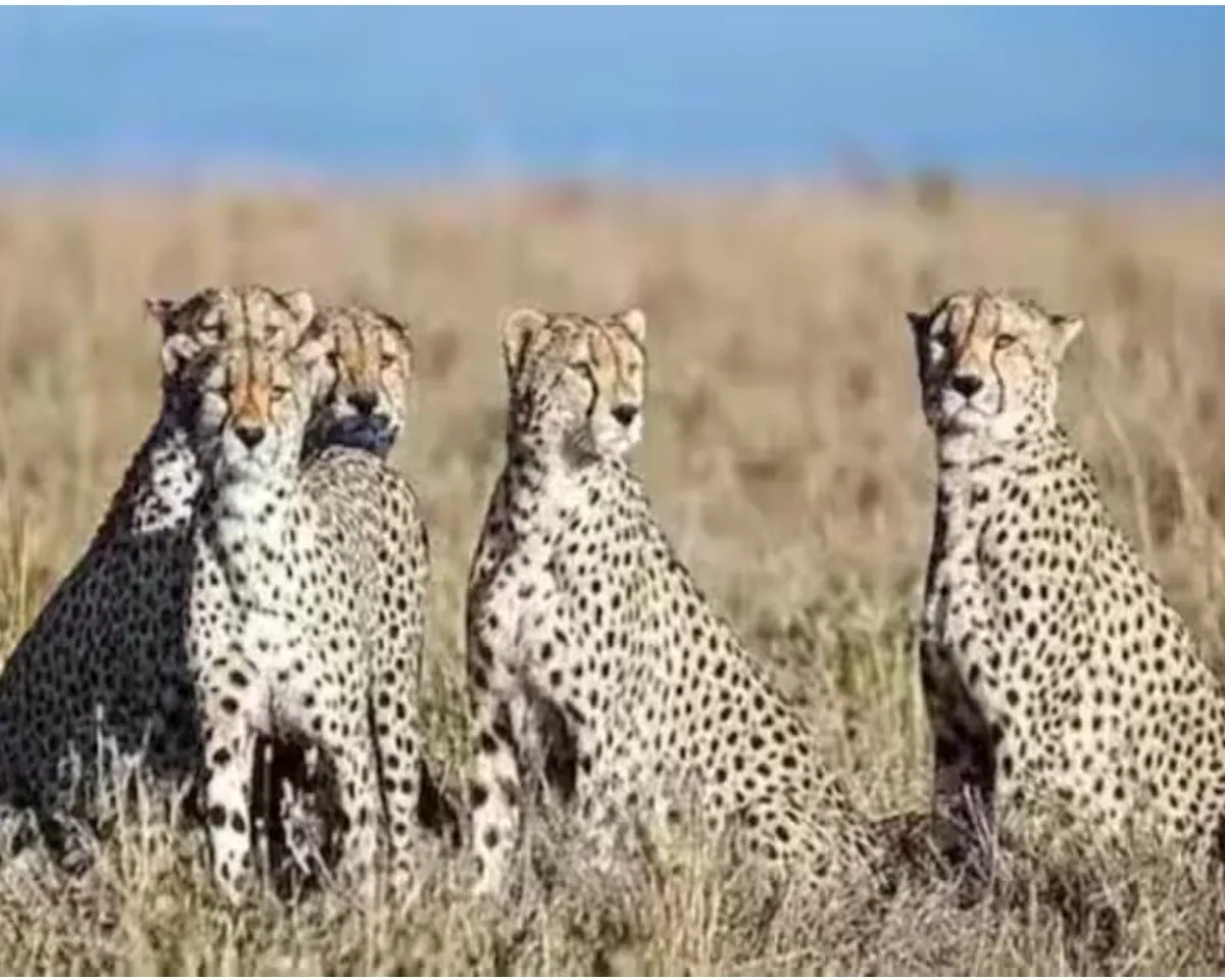 cheetah new