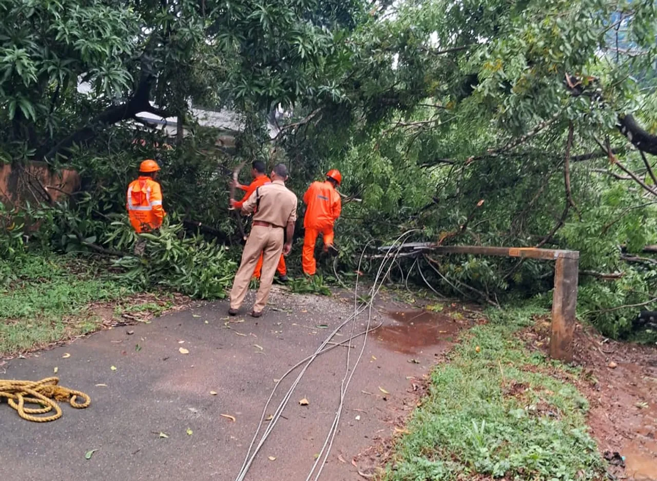 electric post broken due to tree fallen on it