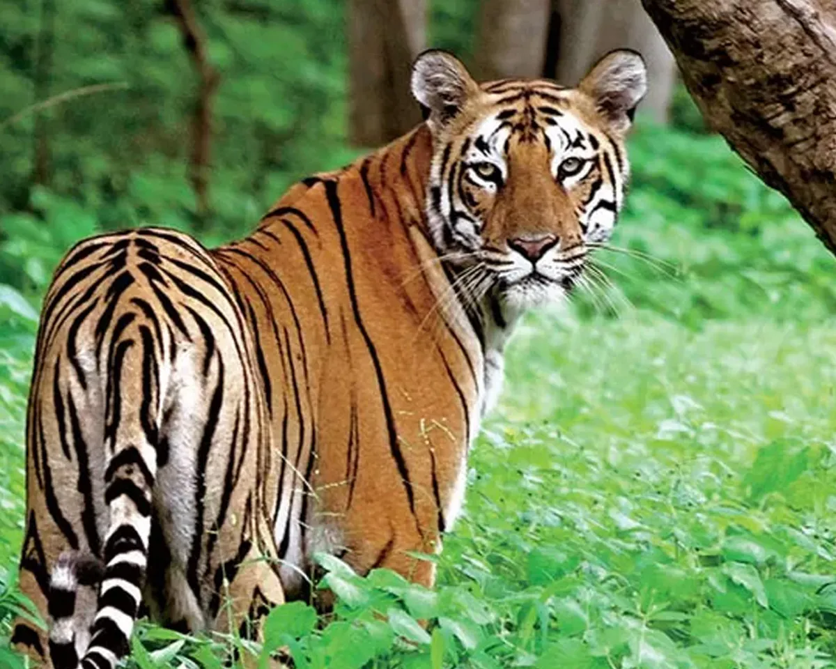 tiger